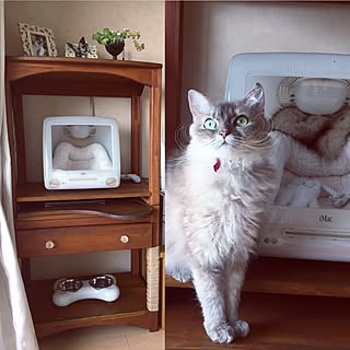 机/パイン家具/iMac 猫ベッド/iMac/猫ベッド...などのインテリア実例 - 2017-06-11 16:52:16