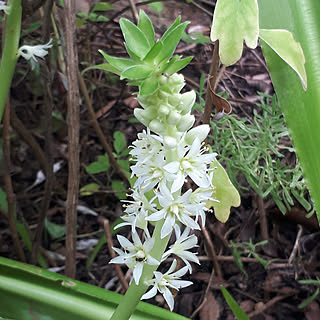 ベッド周り/花のある暮らし/お花のある生活❁/初夏/お花が大好き...などのインテリア実例 - 2020-07-20 17:12:22