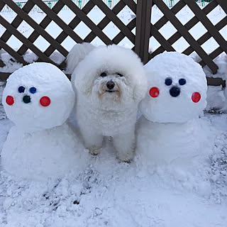 ウッドデッキ/雪国の暮らし/うにだるま/雪だるま/犬と暮らす...などのインテリア実例 - 2021-01-20 12:52:20