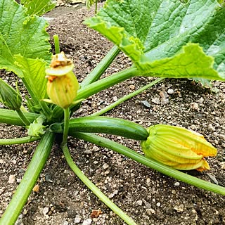 バス/トイレ/滋賀義母の家/裏庭で野菜作り/ズッキーニ/実がつきました...などのインテリア実例 - 2024-05-19 13:24:34