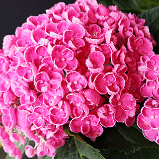 ポップコーンあじさいのインテリア実例 Roomclip ルームクリップ