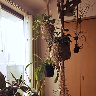 部屋全体/エアプランツ/ウツボカズラ/観葉植物/6畳...などのインテリア実例 - 2016-06-04 18:01:00