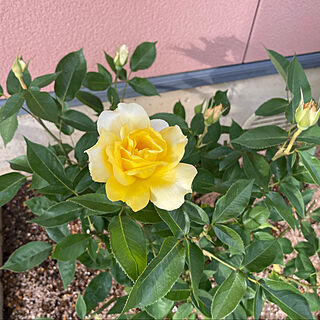 レモン色の薔薇/日によって咲き方が変わるのが楽しみです/ゴールドグロー/午前雨のち晴れ22℃/蒸し暑い…(*_*)...などのインテリア実例 - 2022-05-27 18:06:40