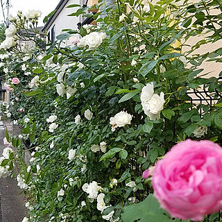 玄関/入り口/バラの庭/フェンスに薔薇/サマースノー/グリーンのある暮らし...などのインテリア実例 - 2018-05-12 18:04:09