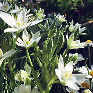 棚/連投すみません/オーニソガラム/花のある暮らし/花が好き...などのインテリア実例 - 2017-04-28 15:12:07