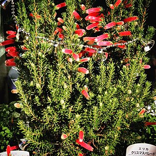 玄関/入り口/VIVAHOME/Xmas☆/観葉植物/ガーデニングのインテリア実例 - 2015-12-11 13:06:50