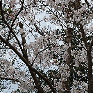 癒し/庭木/桜/裏庭のインテリア実例 - 2022-04-25 00:05:11