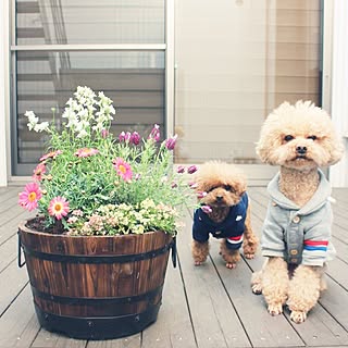 机/寄せ植え/トイプードルと暮らす/ウッドデッキ/植物のある暮らし...などのインテリア実例 - 2017-03-20 08:06:54