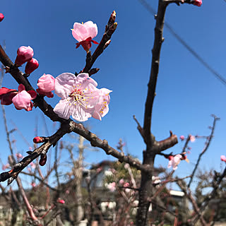 庭の木/庭の花/庭のある暮らし/杏の花/あんずの木...などのインテリア実例 - 2020-03-18 10:34:37