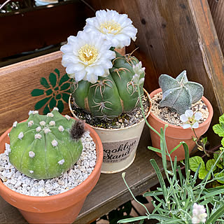 ガーデニング サボテンの花のおしゃれなインテリア 部屋 家具の実例 Roomclip ルームクリップ