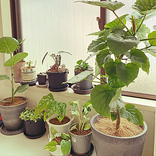 植物と暮らす/植中毒/植物のある暮らし/観葉植物/DIY...などのインテリア実例 - 2022-06-22 07:29:04