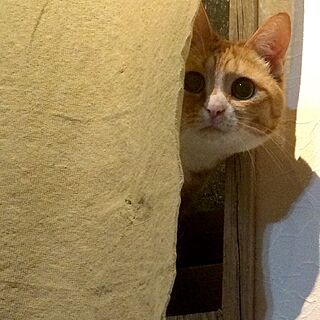 リビング/#アジアンインテリア/#猫のいる生活/DIY/ナチュラルのインテリア実例 - 2017-06-03 08:10:09