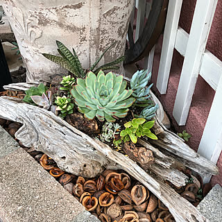 流木プランター/流木/多肉植物のある暮らし/多肉寄せ植え/多肉植物...などのインテリア実例 - 2020-08-25 12:12:07