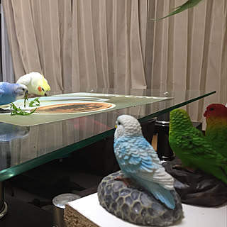 机/ランチョンマット/みなさんの素敵なインテリアに癒されてます/鳥部/インコ...などのインテリア実例 - 2018-04-09 22:20:14