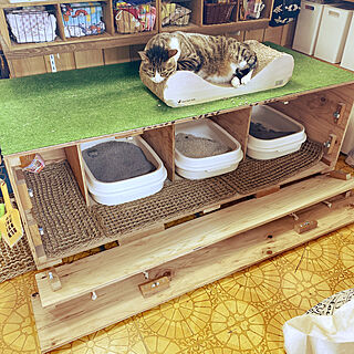 猫スペース/DIY/針葉樹合板/キッチンのインテリア実例 - 2020-04-06 07:00:37