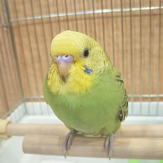 ペット/インコ/くぅちゃん/部屋全体のインテリア実例 - 2018-10-05 06:49:00