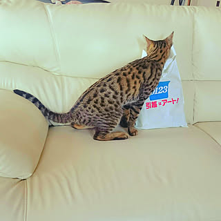 猫と暮らす/オシキャット/アンプに乗った猫/引っ越し準備中/アート引っ越しセンター...などのインテリア実例 - 2018-05-12 17:21:16