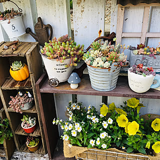 多肉寄せ植え/ガーデン雑貨/花のある暮らし/庭/庭の花...などのインテリア実例 - 2019-05-12 11:40:57