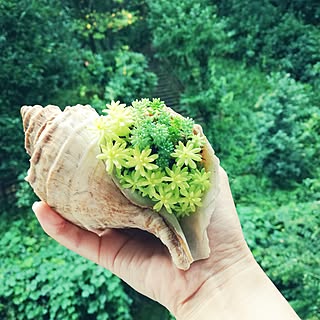 壁/天井/雑貨/多肉植物/植物/ハンドメイド...などのインテリア実例 - 2016-10-03 17:27:28