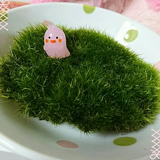 棚/グリーン/癒し/可愛い/植物のある部屋...などのインテリア実例 - 2016-12-19 02:54:29