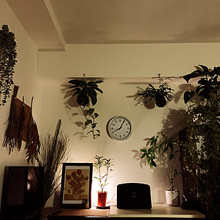 苔玉/植物のある部屋/植物のある暮らし/観葉植物/一人暮らし...などのインテリア実例 - 2020-11-01 20:08:50