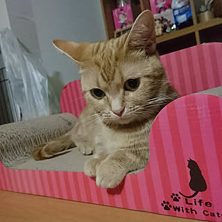 部屋全体/ねこ/ねこのいる日常/しあわせ♡/ねこばかりすみませんm(._.)m...などのインテリア実例 - 2018-09-06 22:54:54