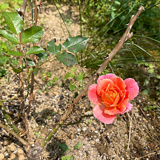 可愛らしい薔薇/ディズニーランドローズ/暑くなりました/快晴30℃/義父&母の介護してます...などのインテリア実例 - 2023-06-26 12:54:35