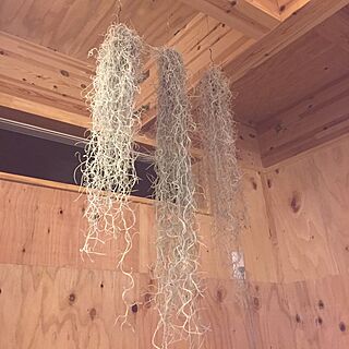 壁/天井/観葉植物のインテリア実例 - 2016-04-28 22:20:23
