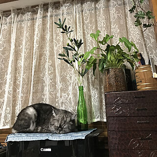猫のいる日常/出窓スペース/出窓グリーン/観葉植物/フェイクグリーン...などのインテリア実例 - 2019-05-22 22:41:33