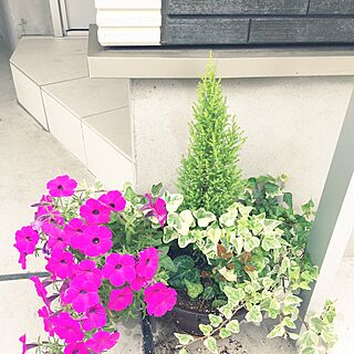 玄関/入り口/グリーンは長持ち、花はすぐ枯れちゃう…/ポスト下/花が倒れ気味のインテリア実例 - 2017-07-19 20:24:58