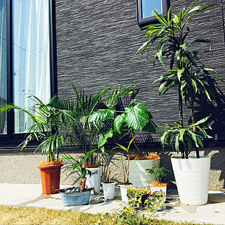黒い外壁/アレカヤシ/ウンベラータ/日向ぼっこ中。/植物のある暮らし...などのインテリア実例 - 2021-03-15 16:29:50