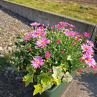 玄関/入り口/ツボミたくさん/寄せ植え/花のある暮らし/ピンクの花...などのインテリア実例 - 2022-05-19 07:21:09