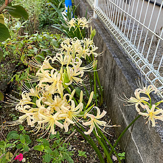 庭の花を楽しむ/庭の花/庭/模様替え/秋...などのインテリア実例 - 2022-09-12 09:12:47