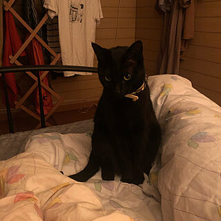 起きてと、催促する猫/夜中の大運動会/ねこのいる風景/黒猫ミースケ/ベッド周りのインテリア実例 - 2021-05-25 06:58:10