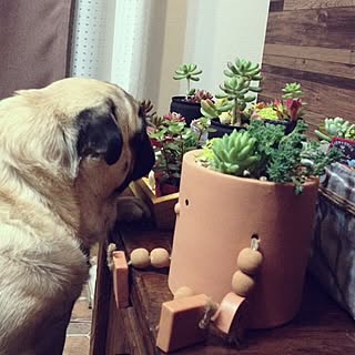 リビング/観葉植物/植物/多肉植物/多肉植物・サボテン...などのインテリア実例 - 2013-12-19 16:57:33