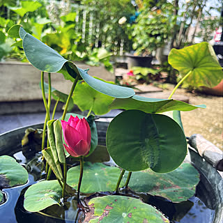 お花に癒される/四季を楽しむ暮らし/ガーデニング/水生植物初心者/手のりハス...などのインテリア実例 - 2022-08-20 09:49:15