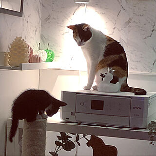 猫/子猫と暮らす/ねこのいる暮らし/サブレちゃん/IKEA...などのインテリア実例 - 2022-04-29 11:42:01