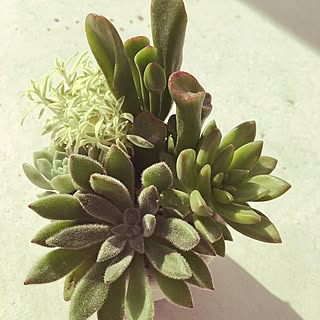 玄関/入り口/癒し/多肉植物/多肉植物寄せ植え/お庭の花のインテリア実例 - 2017-07-10 19:34:24