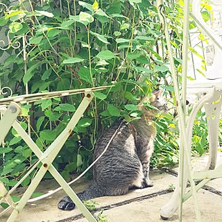 玄関/入り口/ガーデン/植物のある暮らし/猫のいる生活/狭小庭のインテリア実例 - 2017-06-21 09:06:14