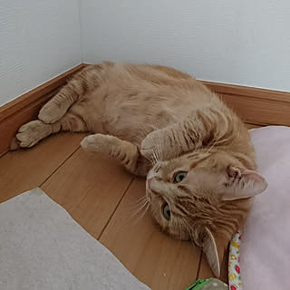 ベッド周り/ねこ/ねこのいる日常/ねこばかりすみませんm(._.)m/ねこと暮らす...などのインテリア実例 - 2018-07-24 07:50:23