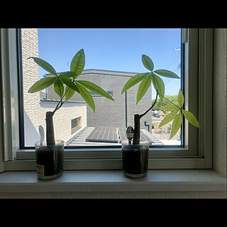 室内植物栽培/パキラ/窓辺/珪藻土の壁/2階廊下...などのインテリア実例 - 2022-05-09 19:03:53