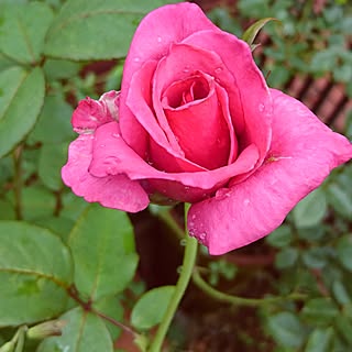 バラのある暮らし/バラのある庭/バラが好き♡/カリナ/バラのインテリア実例 - 2017-06-30 14:05:32