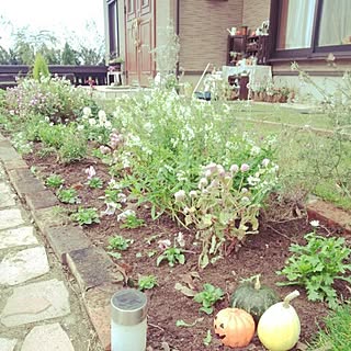 HALLOWEEN/花壇の花/植物/gardening/ガーデニング　...などのインテリア実例 - 2014-10-09 09:19:28