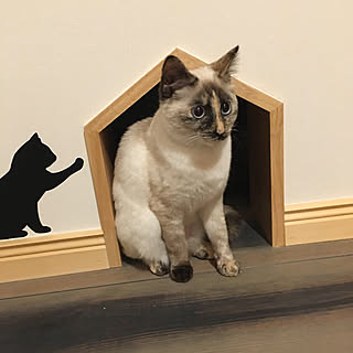 猫トンネル/カフェ風/輸入住宅/北欧/猫好きさんと繋がりたい...などのインテリア実例 - 2019-02-28 22:26:57