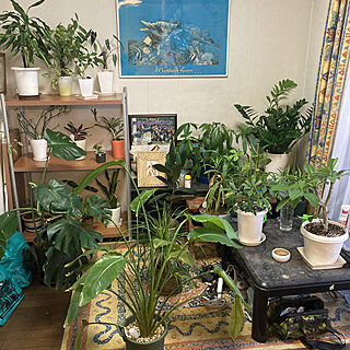 観葉植物/リビング/観葉植物のある部屋/観葉植物のある暮らしのインテリア実例 - 2022-08-20 17:40:35