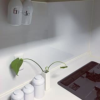 キッチン/シンプルが好き/100均/観葉植物のインテリア実例 - 2017-02-23 21:42:37