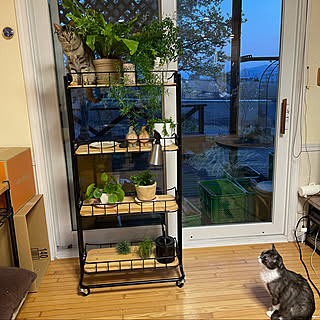 観葉植物/窓辺/癒しの空間/猫と暮らす/猫好きさんと繋がりたい...などのインテリア実例 - 2021-05-17 10:10:18