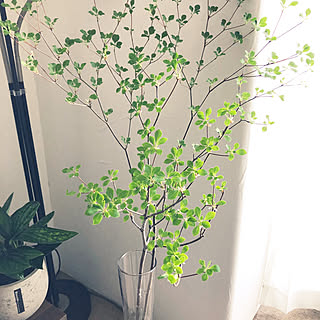 マンション暮らし/ドウダンツツジのある暮らし/春の模様替え/観葉植物/間接照明...などのインテリア実例 - 2023-04-04 15:24:01