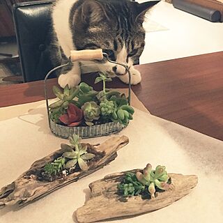 机/猫/多肉植物/カリモク60/ねこのいる日常...などのインテリア実例 - 2017-02-06 19:54:48