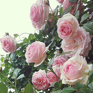 玄関/入り口/ばらの花/薔薇のある暮らし/薔薇が好き♡/ばらが咲きました♡...などのインテリア実例 - 2022-05-12 15:21:29
